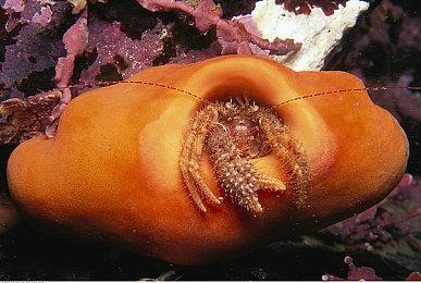 《明日方舟》宣布将联动《迷宫饭》 上线时间待定